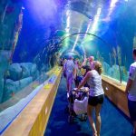 oceanografic-valencia-un-dia-de-visita